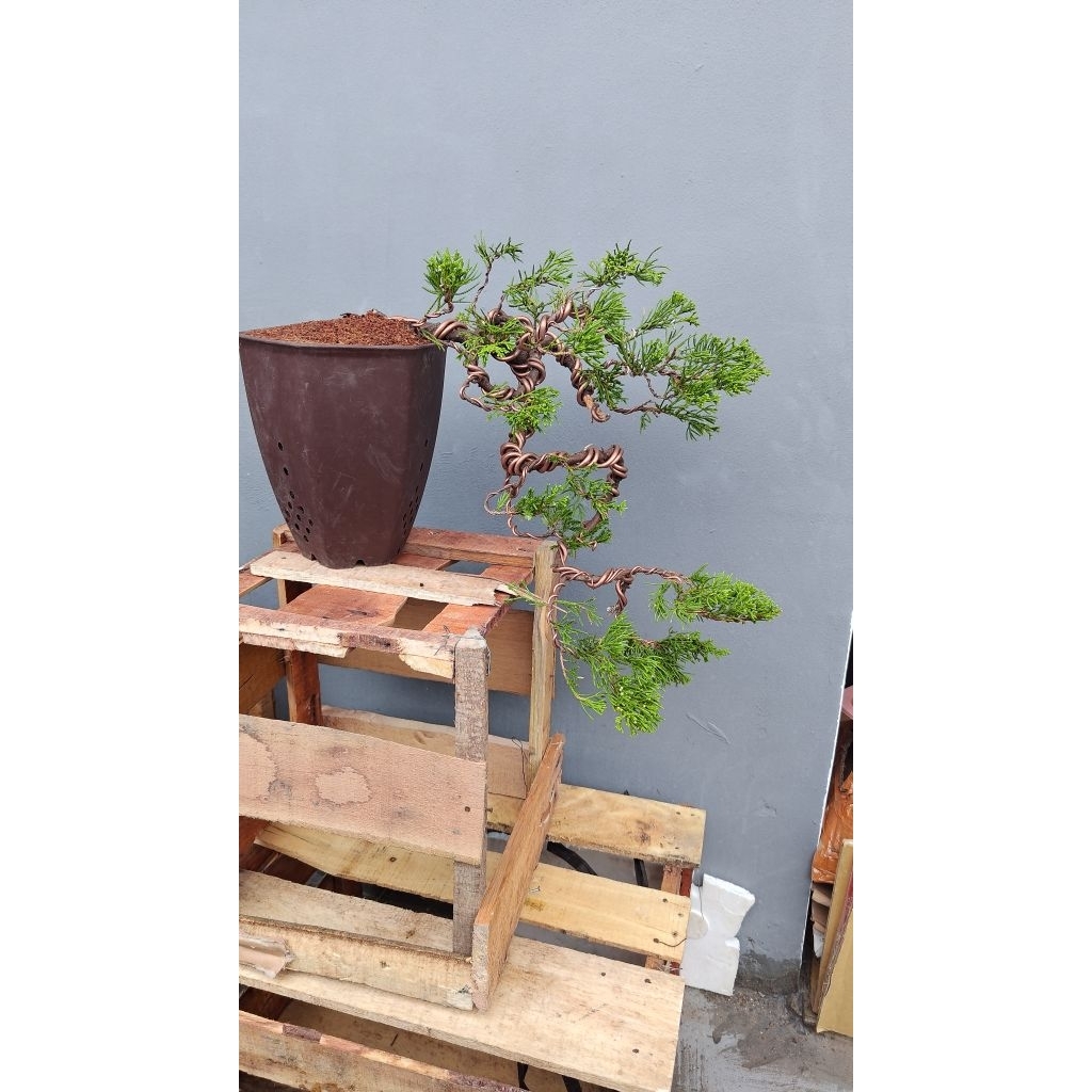 Bonsai cemara sinensis, siap pajang