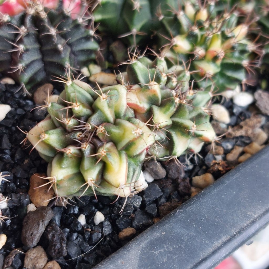 Gymno Hybrid Double Head Sepia x Daydream Kaktus Mini Sukulen Lucu