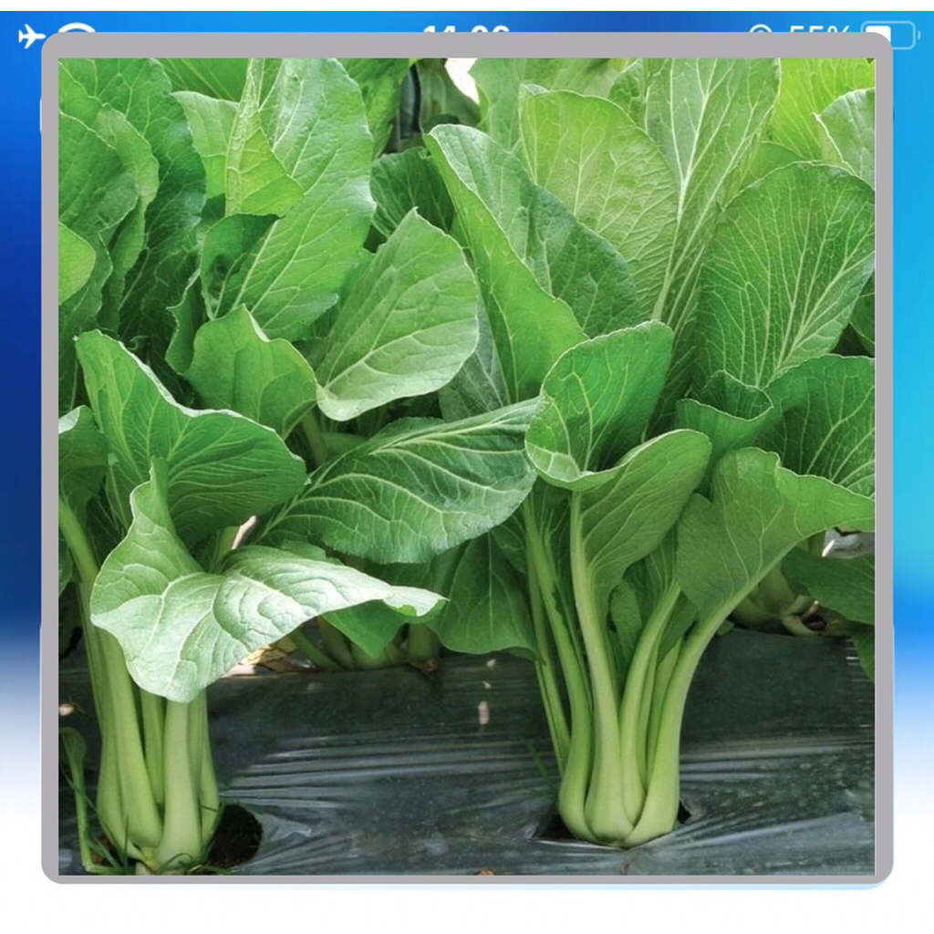 3000 Biji bibit sawi hijau super benih sawi manis hijau