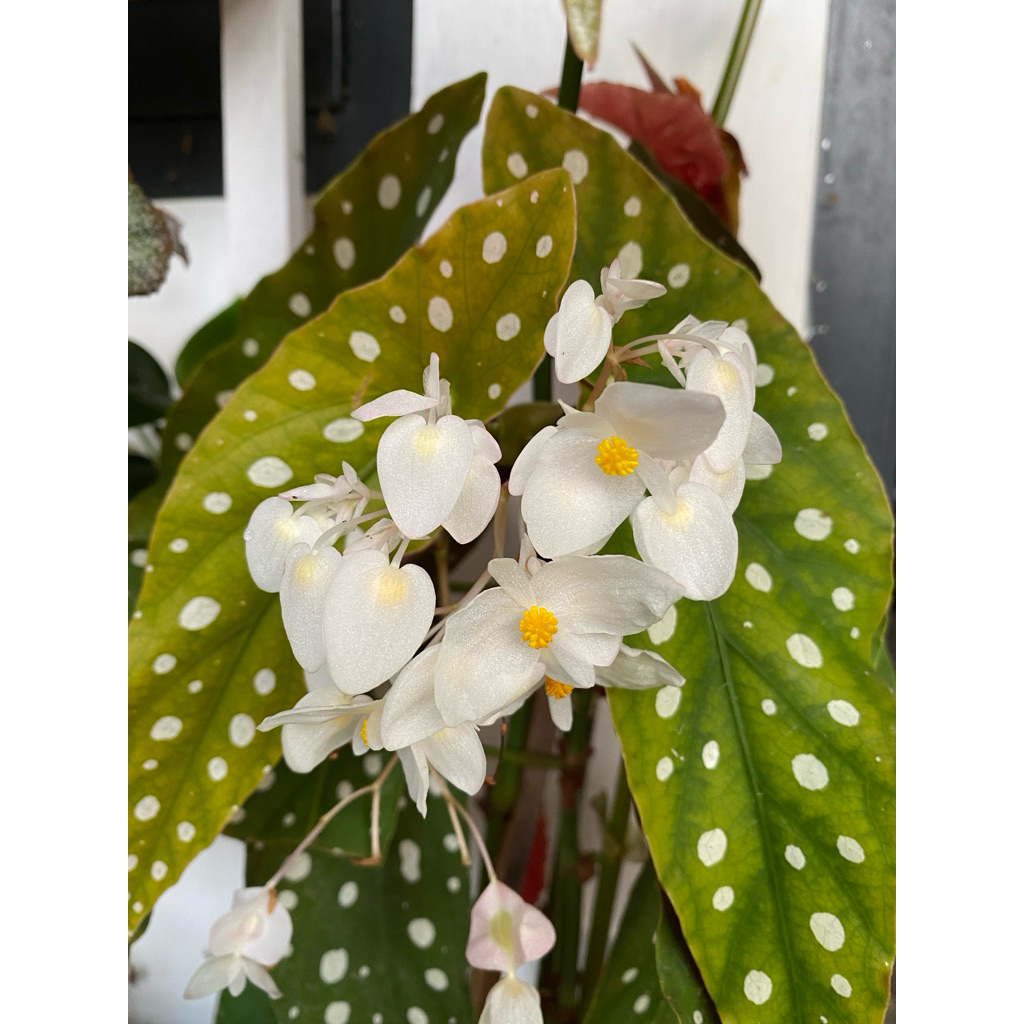 begonia maculata