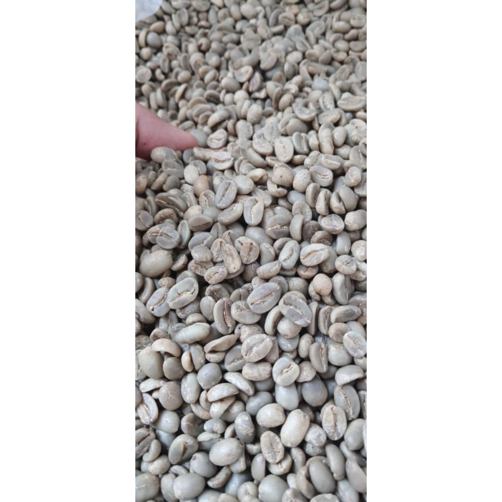 bijih kopi green bean arabika murah