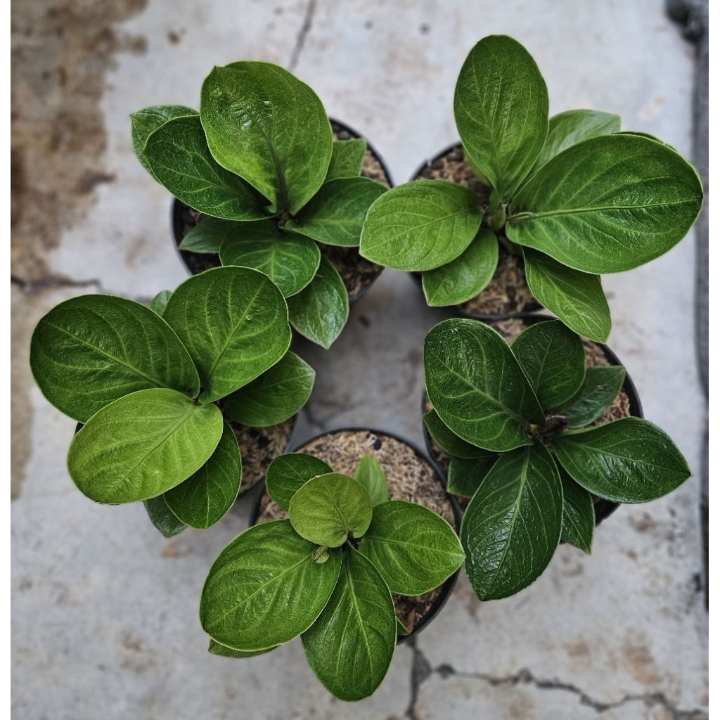 Anthurium Jemani Mangkok / Jemani Mangkok