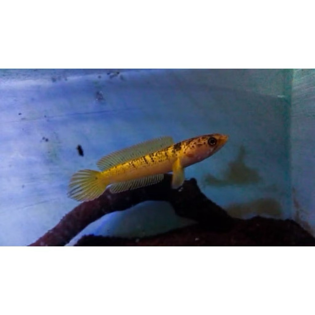 Paket chana limbata Gold isi 2 muRAH