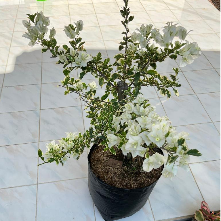 Tanaman Bougenville Varigata Putih Segar - Tanaman Hias Bugenvill Varigata Putih Jumbo - Bugen putih