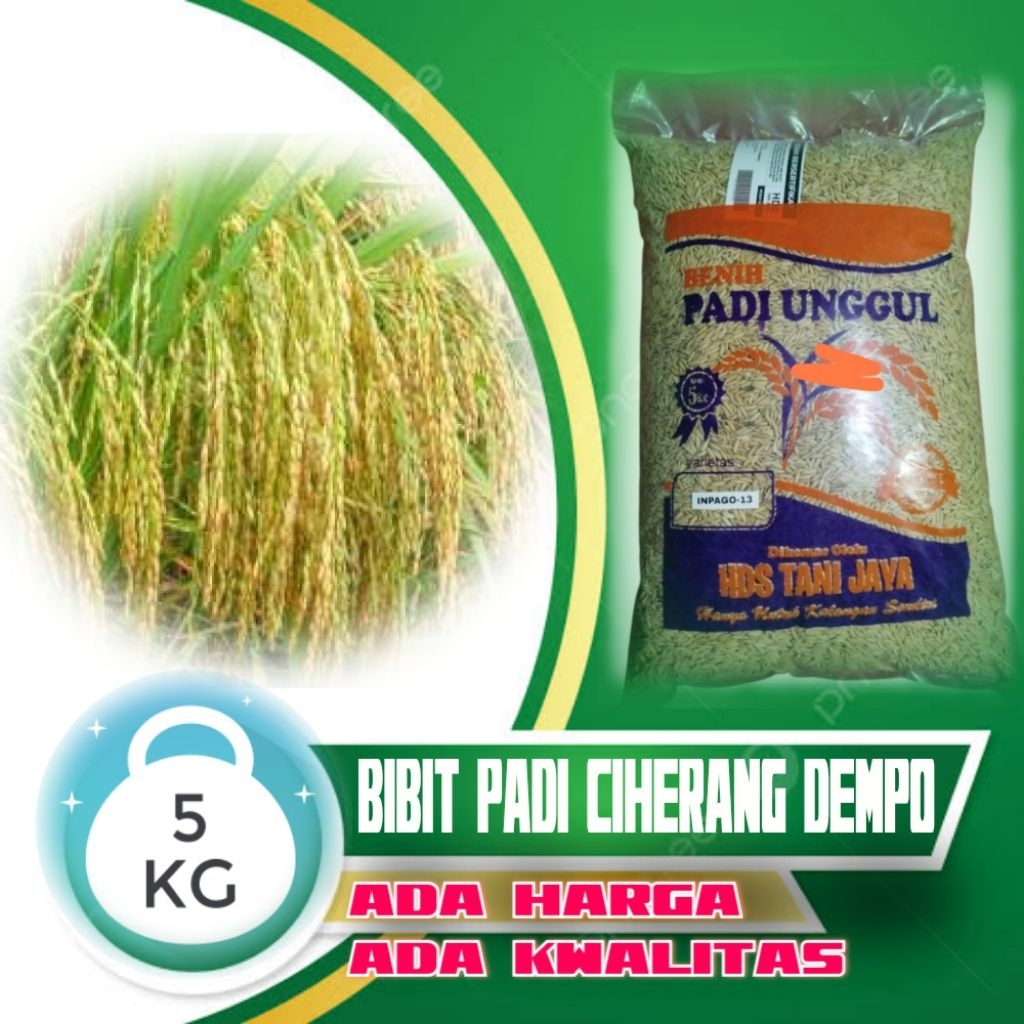 BIBIT PADI VARIETAS CIHERANG DEMPO KEMASAN 5KG