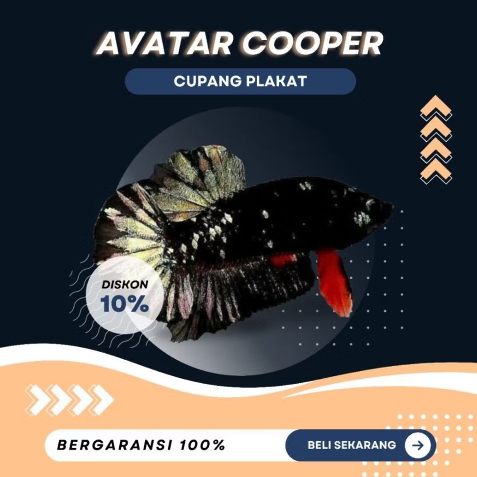 [PK] Cupang Avatar Cooper | GOOD | TOP GRADE| REALPICT| BEST | IKAN HIAS | NEW