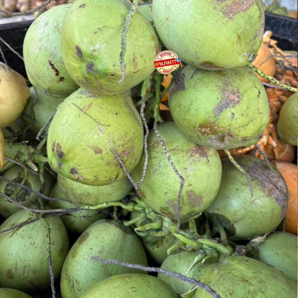 Degan ijo kelapa muda Degan ijo muda desa Best seller