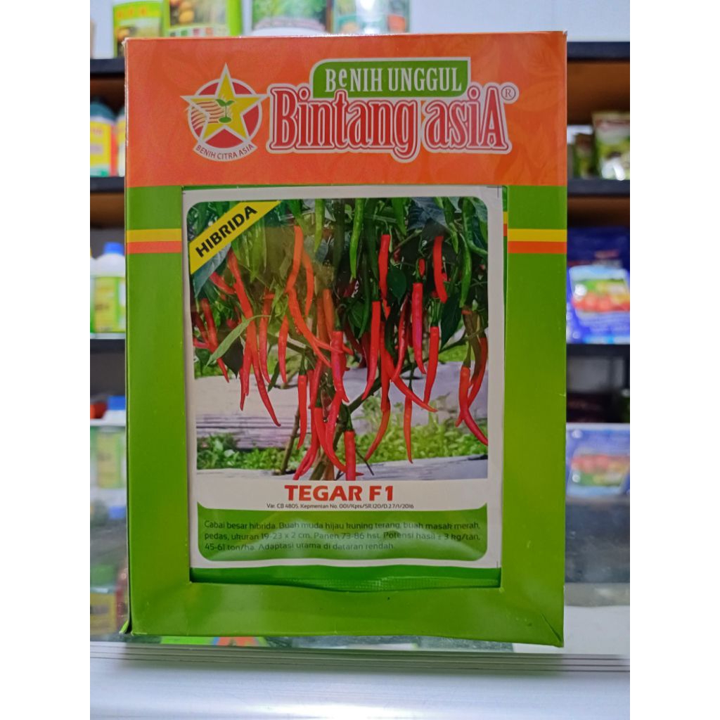 BENIH CABE BESAR TEGAR F1