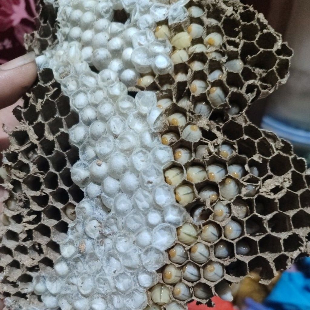 larva tawon paket isi 200 ekor umpan mancing, umpan trobosan bawal dan GT lele