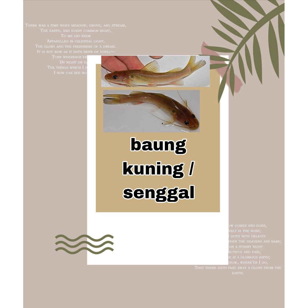 hiasan baung kuning / senggal