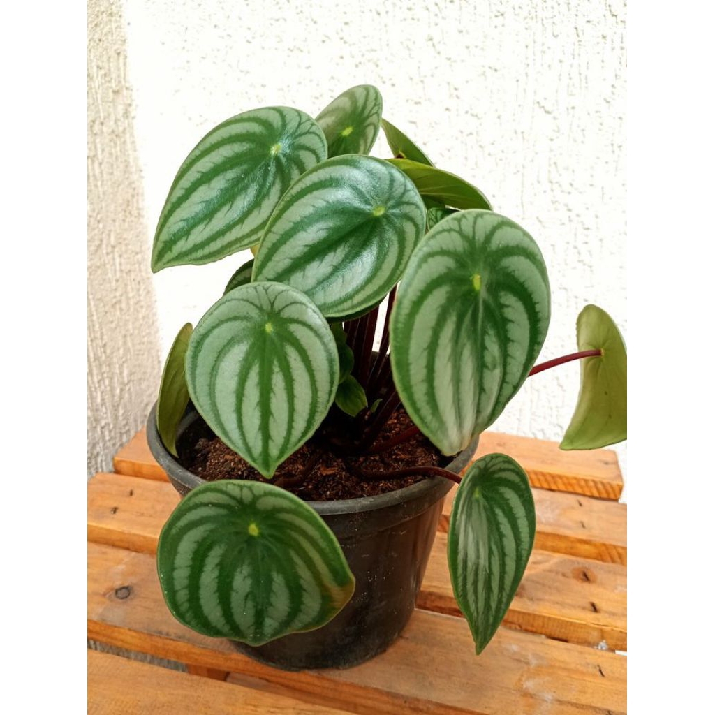 Tanaman Peperomia Watermelon/Peperomia Argyreia/Peperomia Semangka