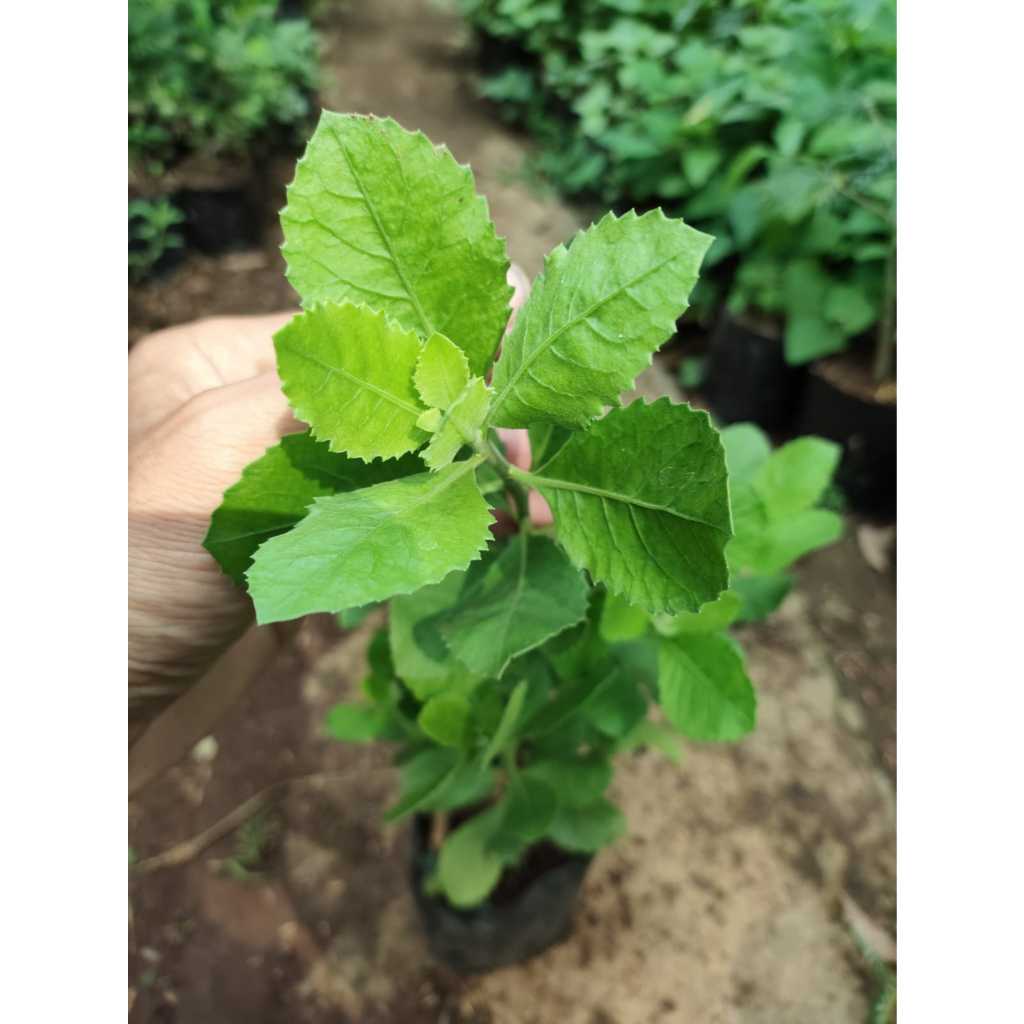 Bibit tanaman beluntas Pohon beluntas / Tanaman daun beluntas