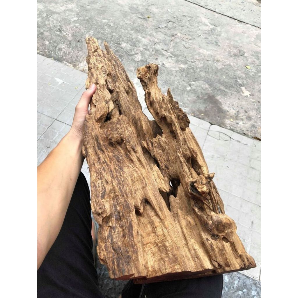 Kayu rentek,posil kayu rentek dekorasi akuarium acuascape terbaik