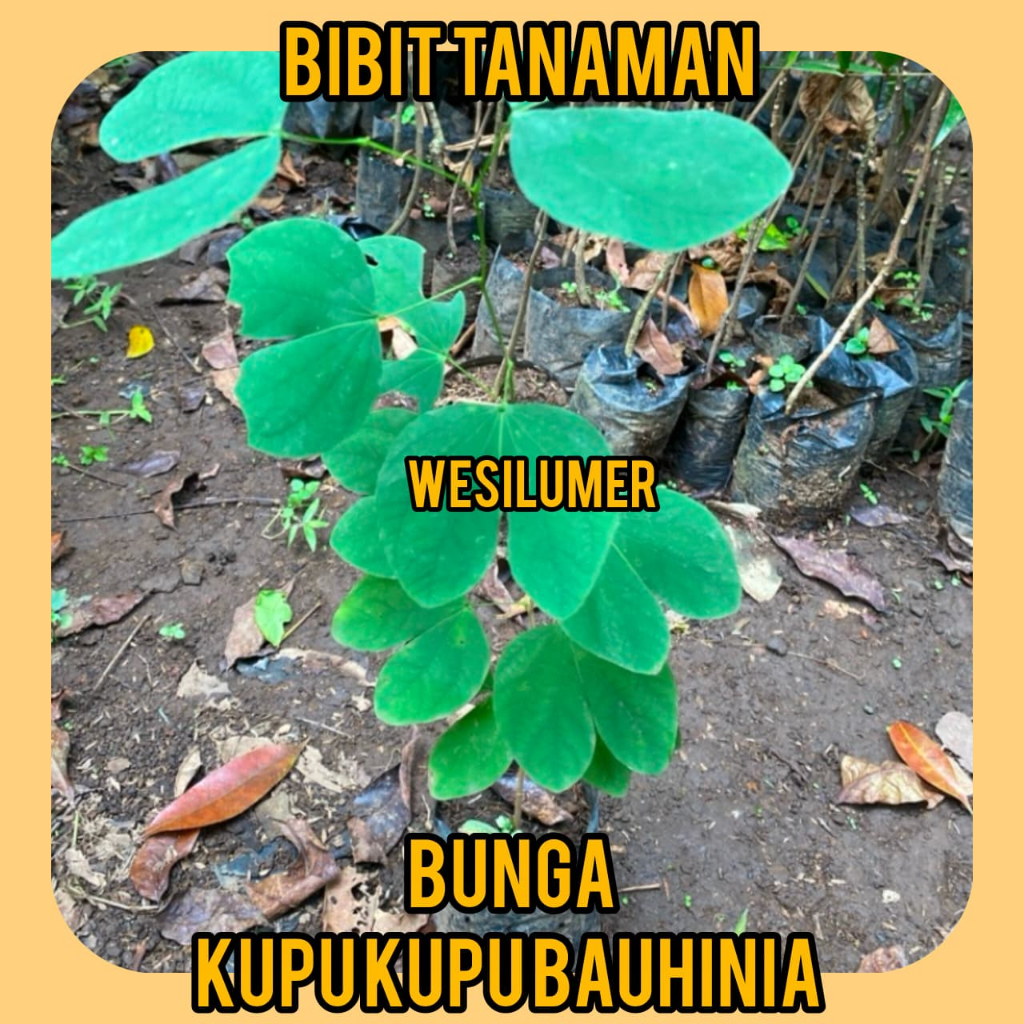 BiBit Bunga Kupu - Kupu ( Bauhinia )