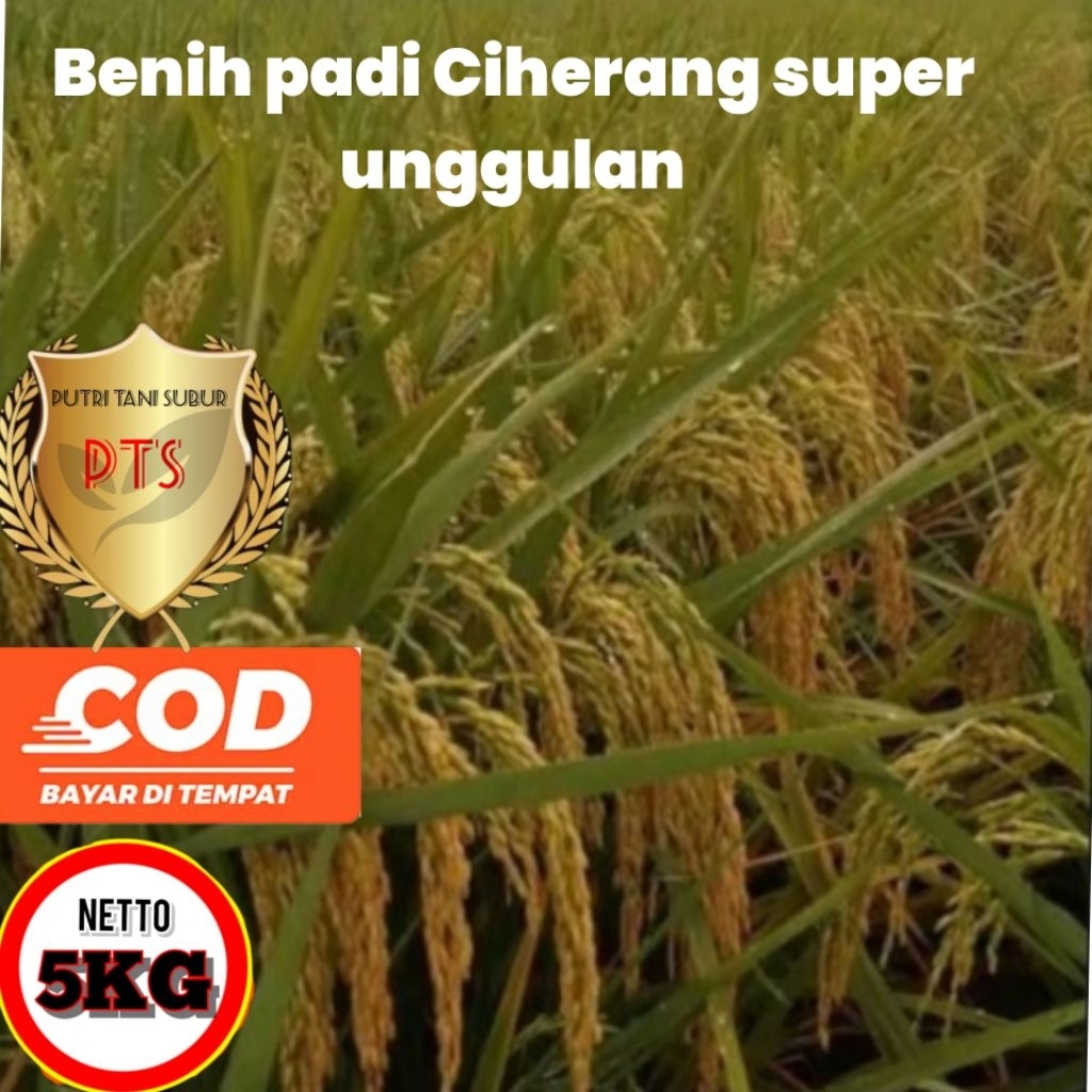 benih padi Ciherang super 5 kg kualitas super unggulan