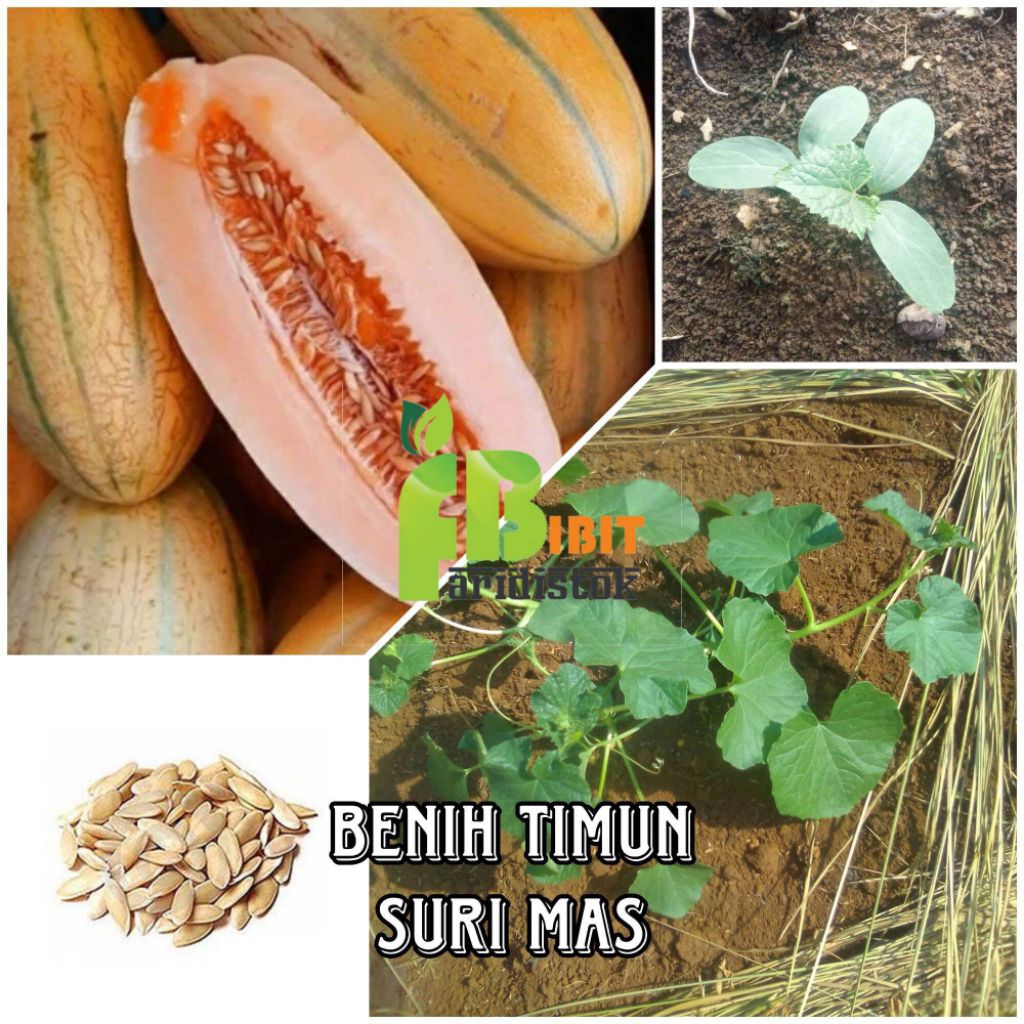 50 butir biji/benih timun mas