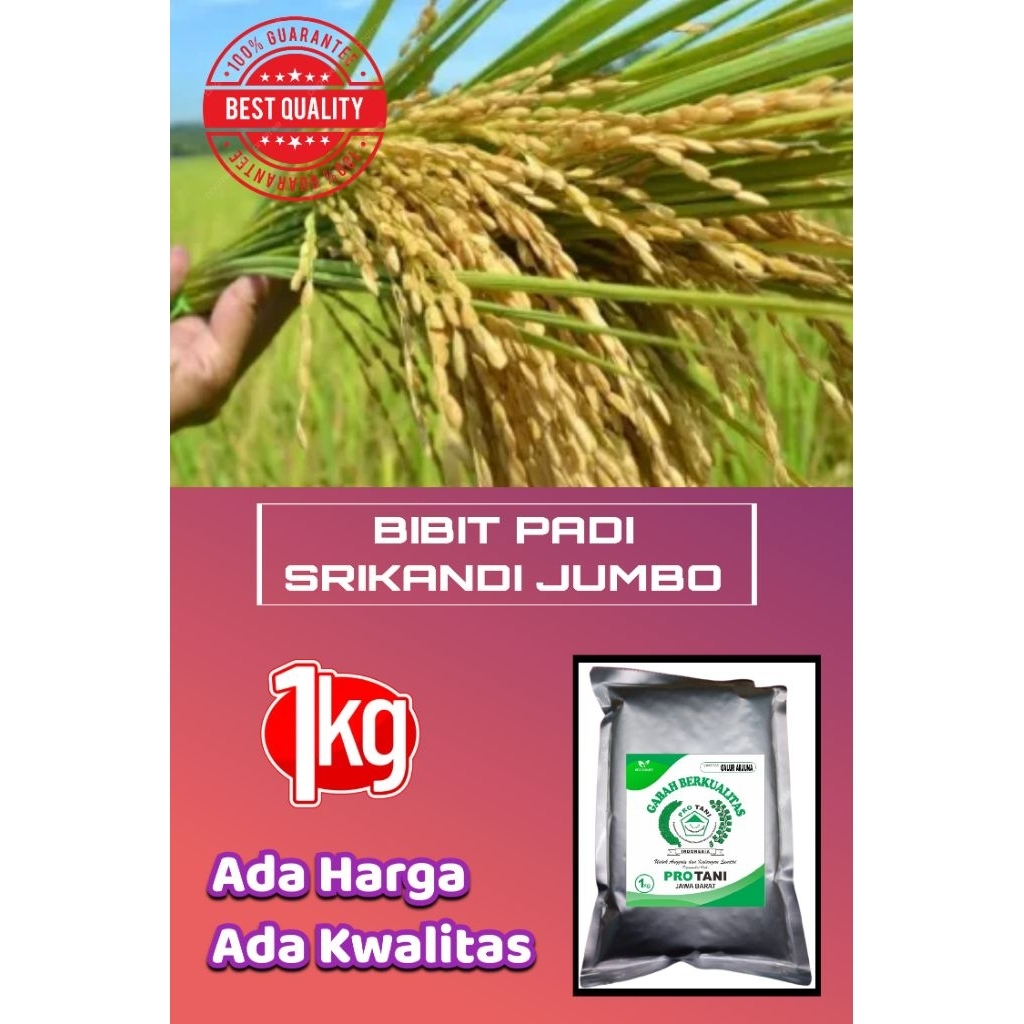 BIBIT PADI VARIETAS SRIKANDI JUMBO KEMASAN 1KG