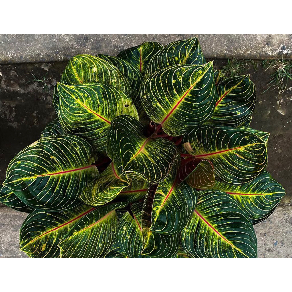 Aglonema Esmeralda baby - Tanamanhias Aglonema Esmeralda