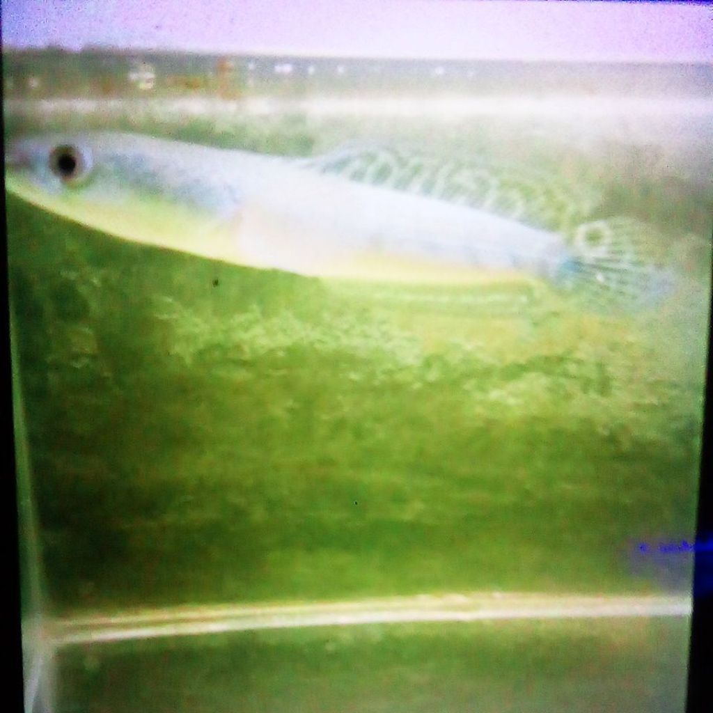 batik khas Probolinggo