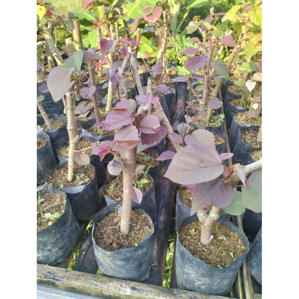 BAHAN BONSAI WARU MERAH SUPER RED