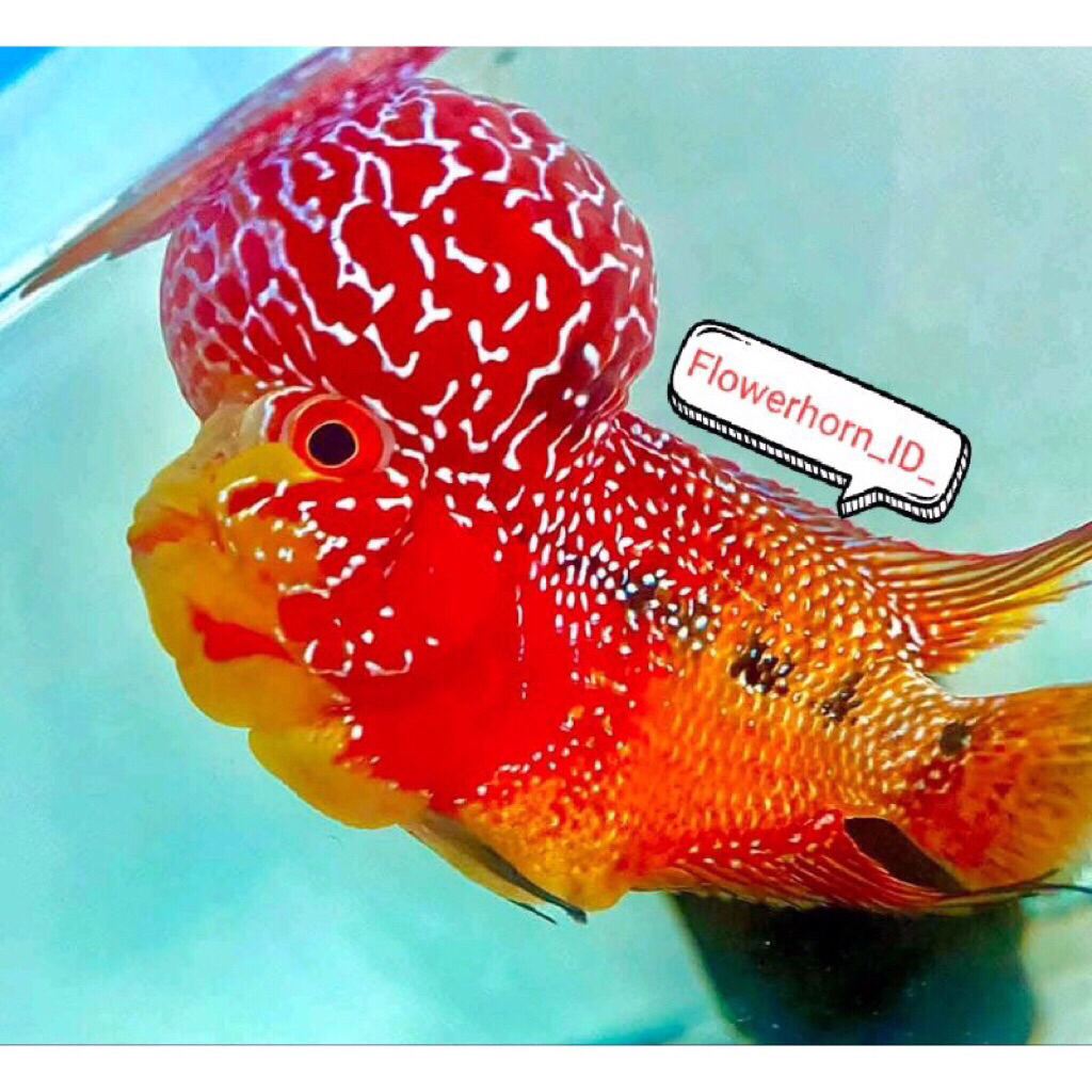 Burayak Louhan Super Red Dragon / SRD Twotone Ori Thailand