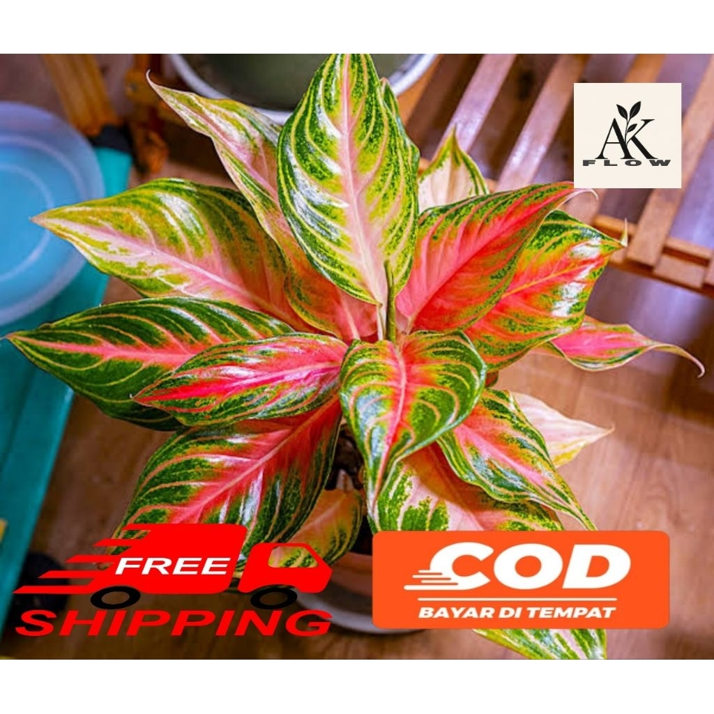 Tanaman hias aglonema pink sunset rimbun / aglonema pink sunset bibit / anakan