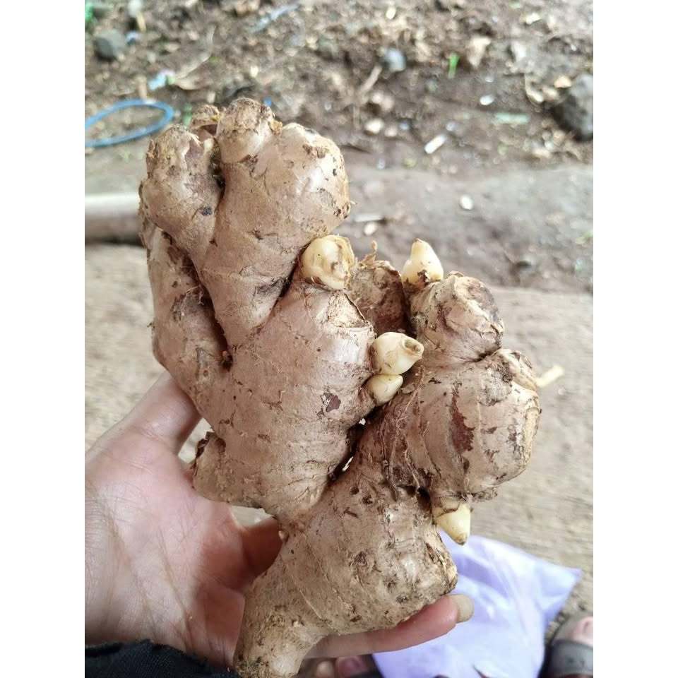Jahe gajah segar 1kg - jahe putih segar