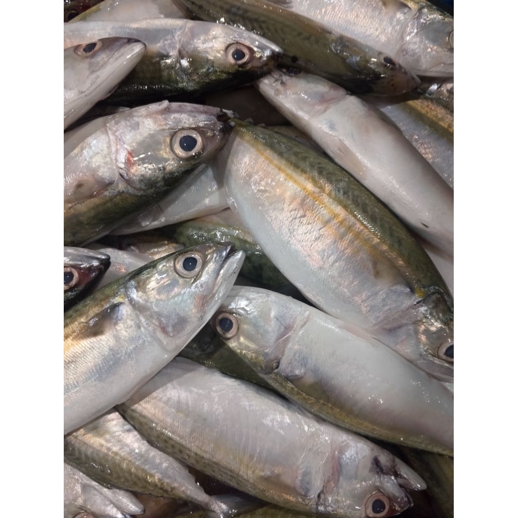 Ikan gembung kuring.ikan kembung kuring.ikan laut.ikan segar.ikan laut segar