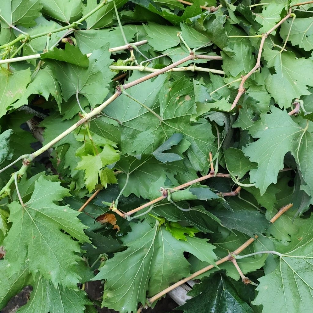 Entres Anggur Impor Valid