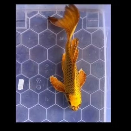 ikan koi mukasi gold kumpay size 20-24 cm