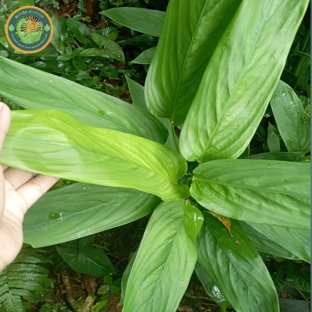 Bibit Tanamah Umbi Garut/Bibit tarigu Umbi garut Fresh