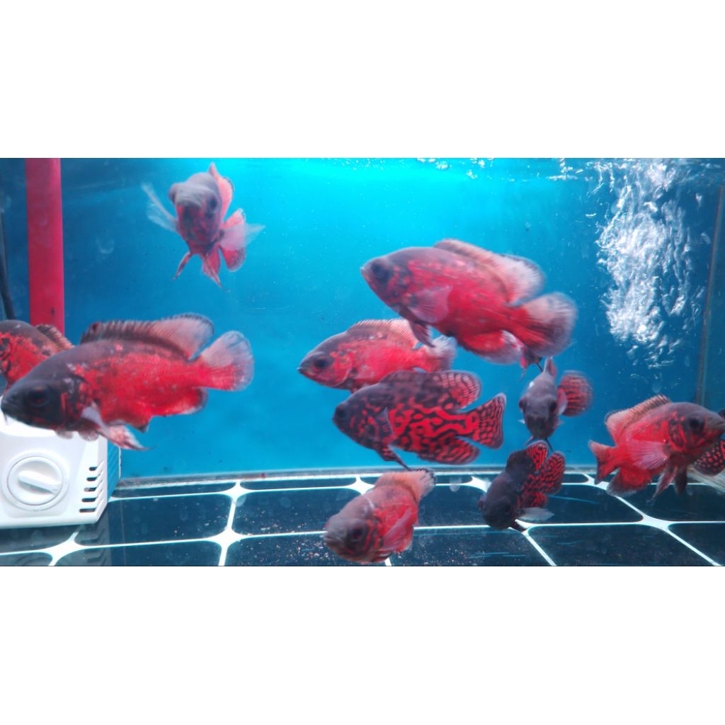 Hiasan Aquarium Oscar leopard ,nemo,red chili, tembaga. 2 jr 10-11 cm