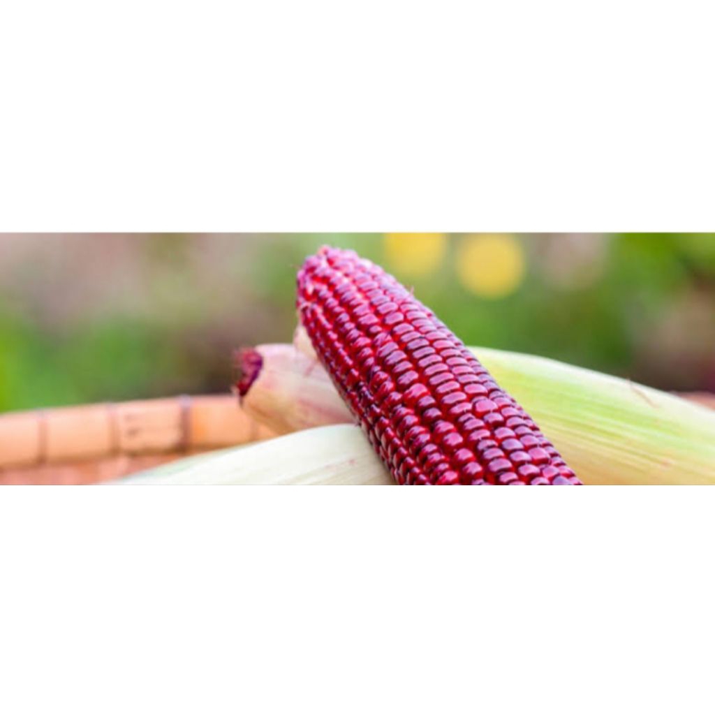 BIBIT JAGUNG BENIH JAGUNG UNGU TERBAIK