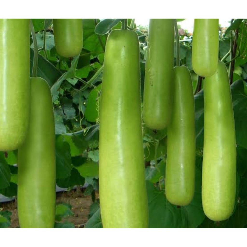 BIBIT LABU AIR BENIH LABU AIR BERKUALITAS TERBAIK