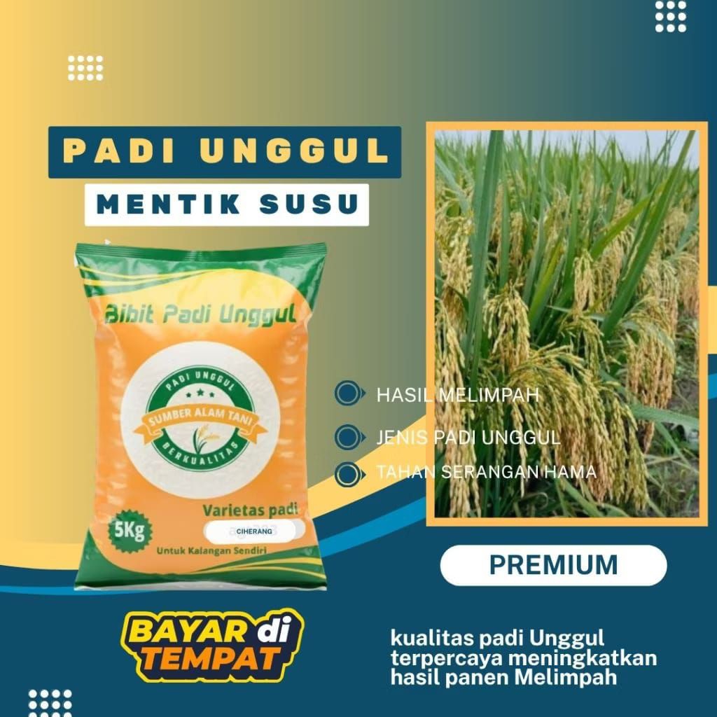 bibit padi mentik susu 5kg