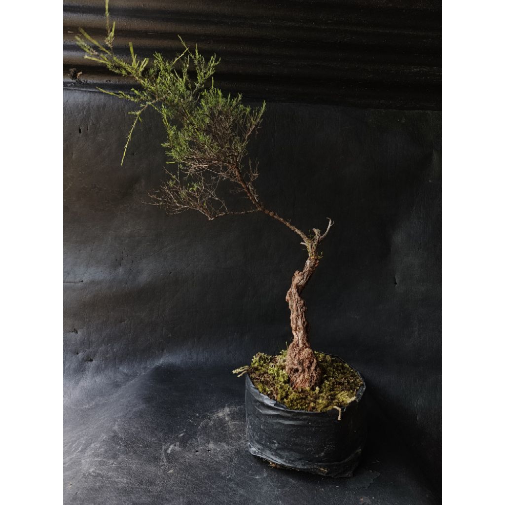 Bahan Bonsai Cucur atap Bogel kaki bagus