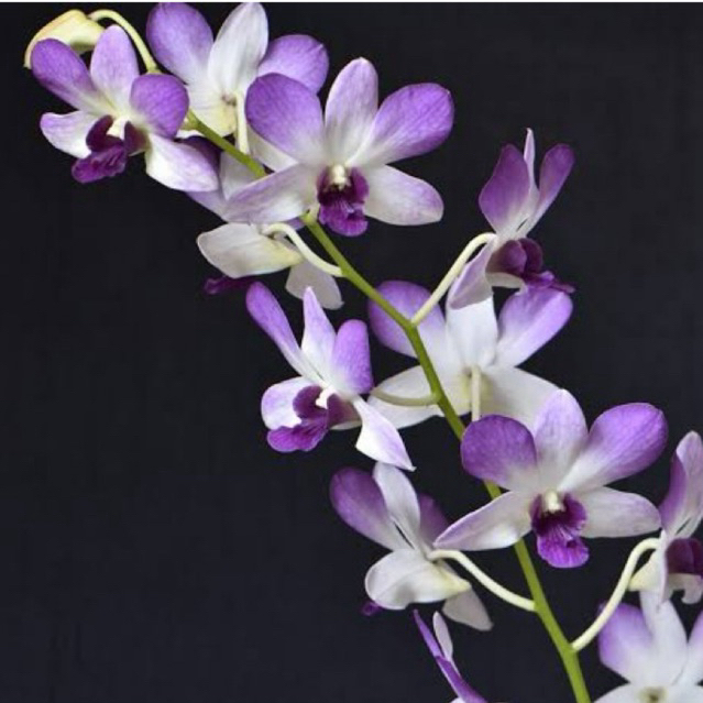 (Dewasa) Anggrek Dendrobium Arindang Blue