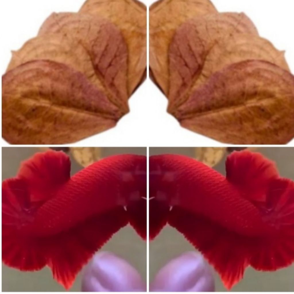 CUPANG HIAS PLAKAT SUPER RED