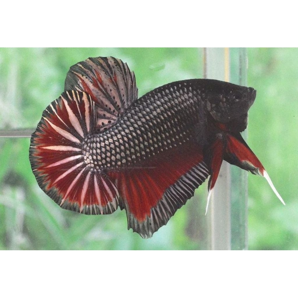 (PROMO) Plakat Laga Aduan Petarung BAGAN BANGKOK Super / PK BAGAN