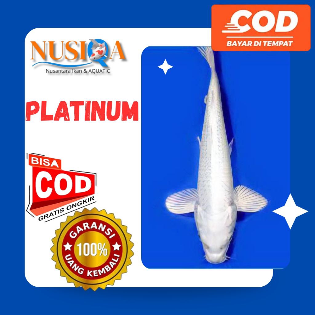 Ikan koi platinum selayer 20-26 cm | GARANSI 100% | IKAN HIDUP