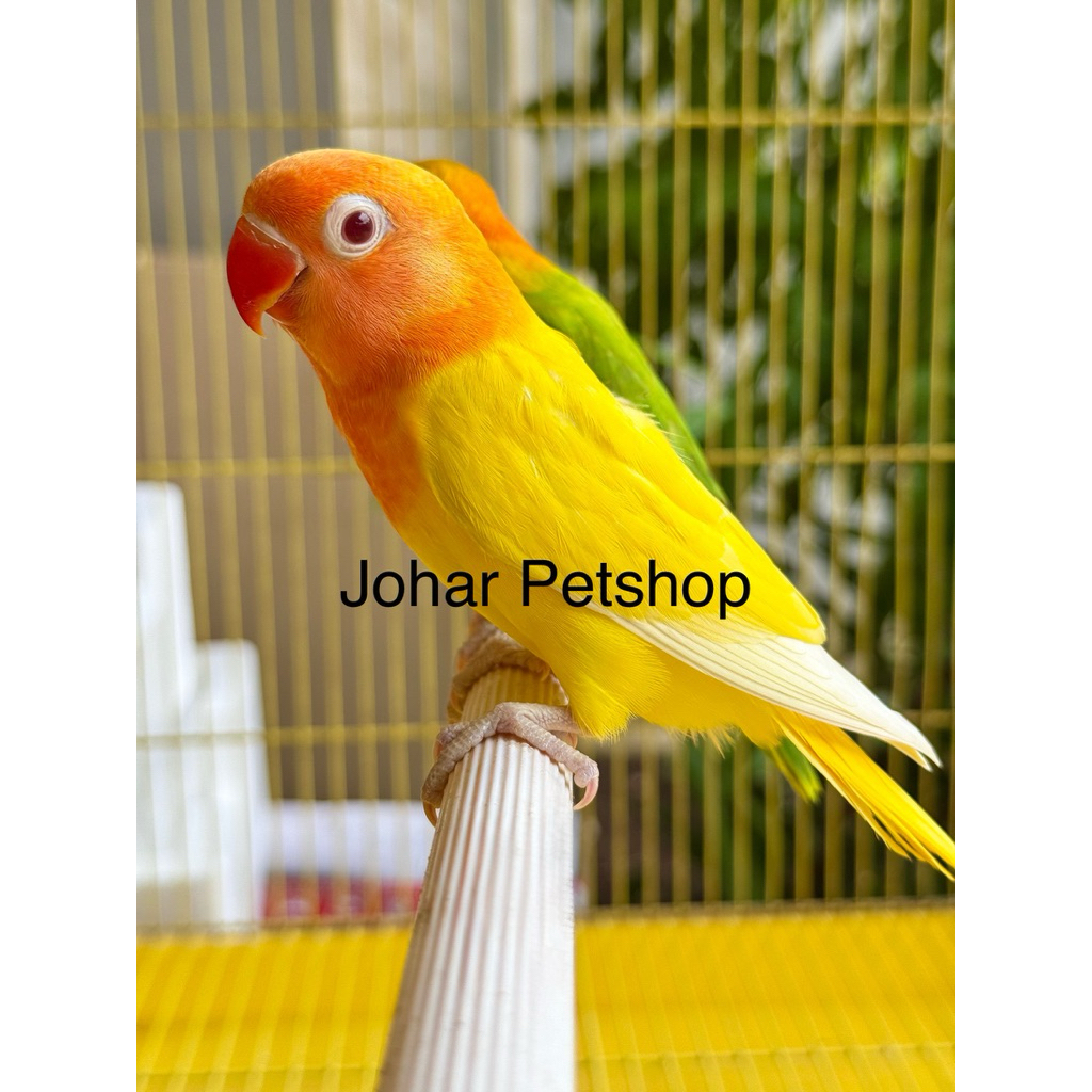 burung lovebird love bird lutino mm ino mm mata merah khusus instant semarang parkit falk