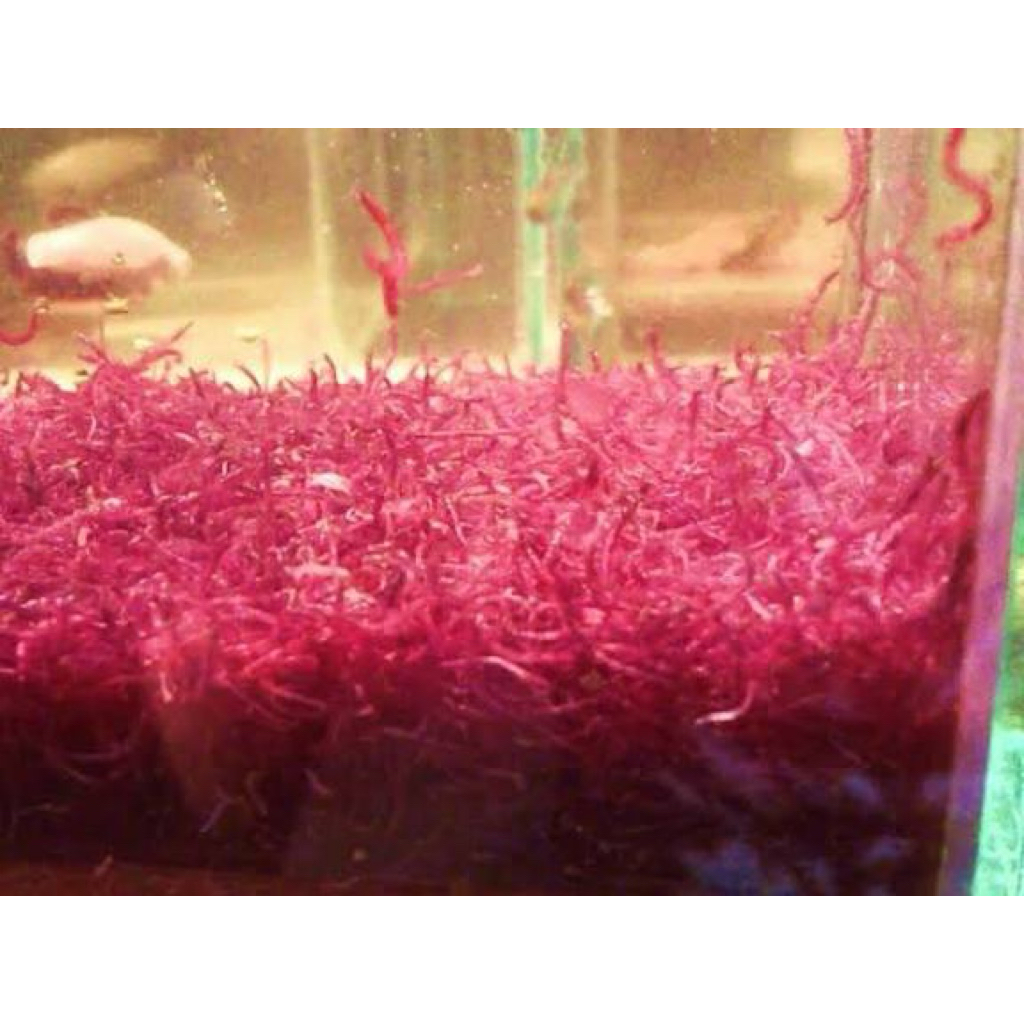 cacing darah/Bloodworm