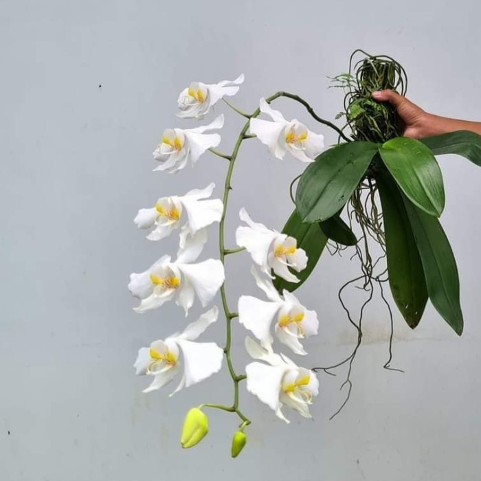 Anggrek Bulan Phalaenopsis Amabilis Anggrek Amabilis