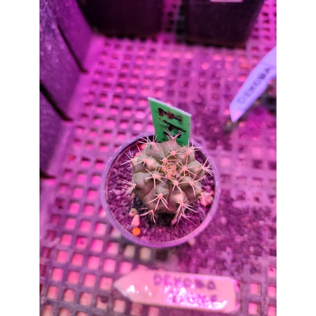 Tanaman hias hidup kaktus gymno miha Lucky Yellow #LY 7