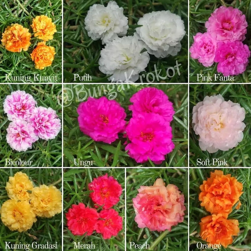 MOSSROSE KROKOT BUNGA TUMPUK IMPORT 10 JENIS // Tanaman hias COD