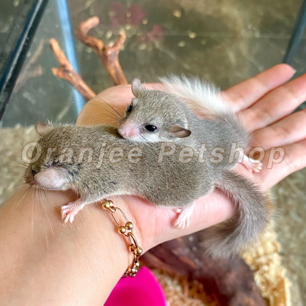 African Pygmy Dormice (PALEMBANG ONLY)