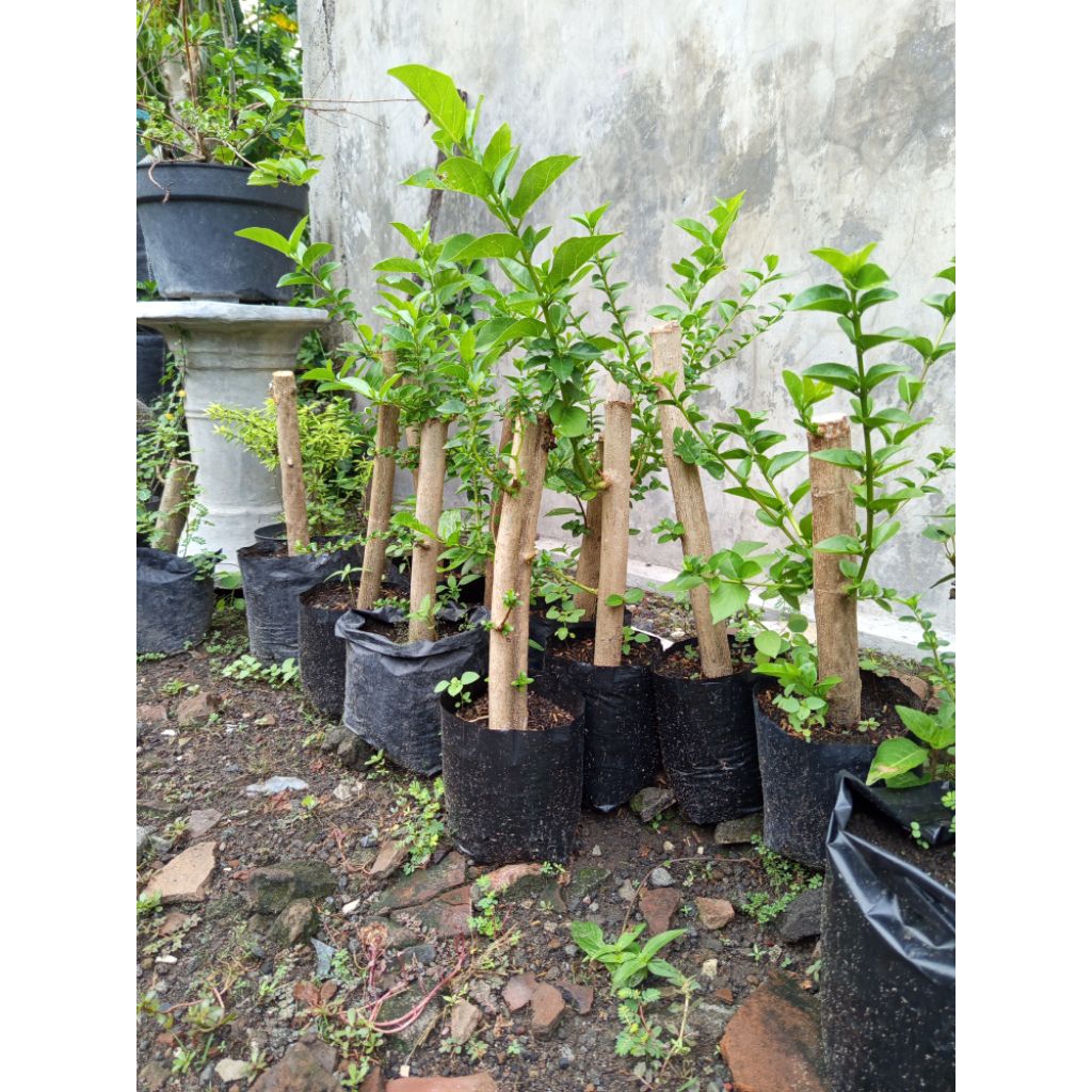 Sancang Hasil Cangkok