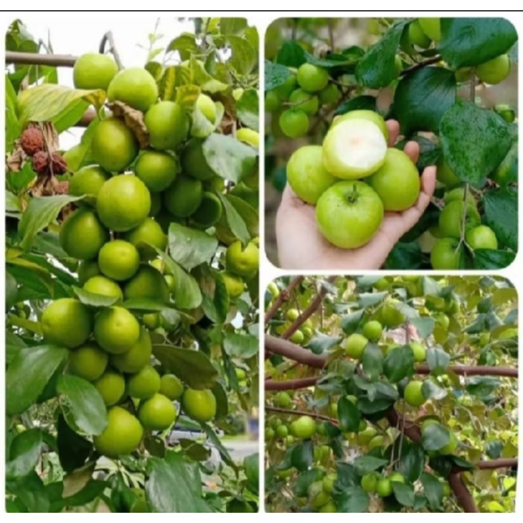 bibit buah apel futsa / apel India sudah berbunga siap berbuah