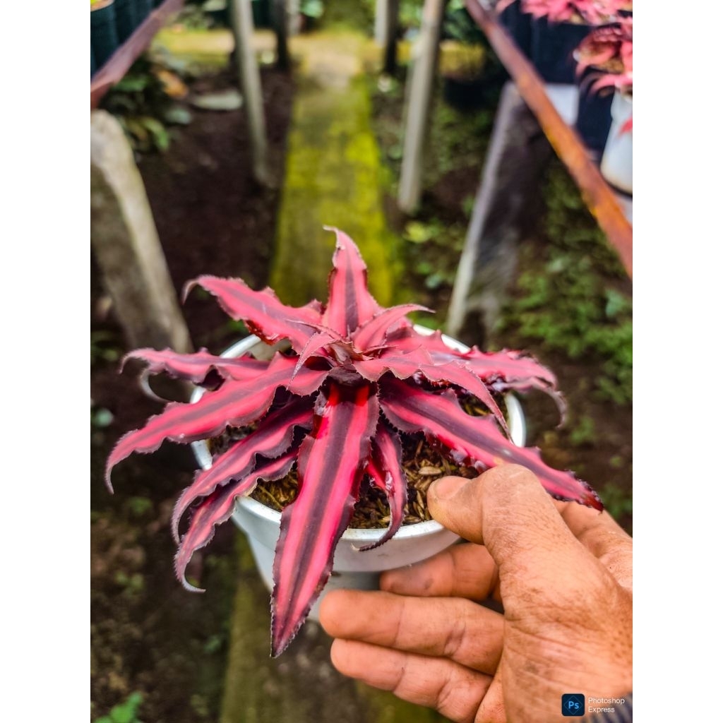 Cryptanthus earth star. Kriptantus Merah