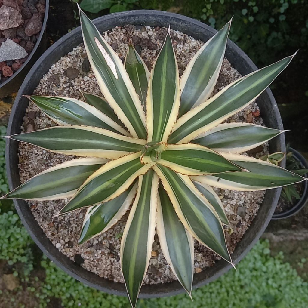 Agave Univittata (Jumbo)